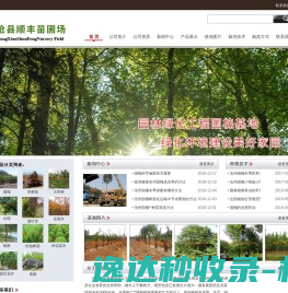 沧州国槐专业种植基地